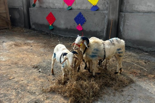 sankranti-celebration2